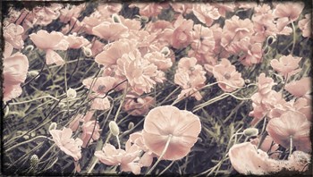 Ginger Poppies by Mindy Sommers art print