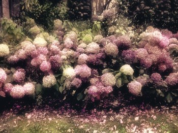 Diamond Pink by Mindy Sommers art print