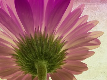 pink daisy by Mindy Sommers art print