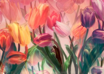Tulip Flamenco by Mindy Sommers art print