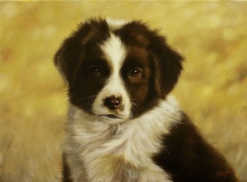 Border Collie Pup 1 by John Silver art print