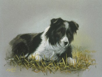 Border Collie 18 by John Silver art print