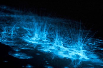 Bioluminescence Splashes in the Gippsland Lakes by Philip Hart/Stocktrek Images art print
