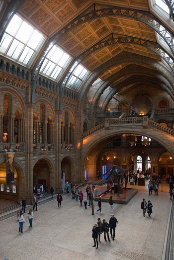 England, London, Natural History Museum Great Hall by Inger Hogstrom / Danita Delimont art print