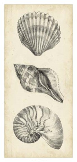 Antique Shell Study Panel I by Ethan Harper art print