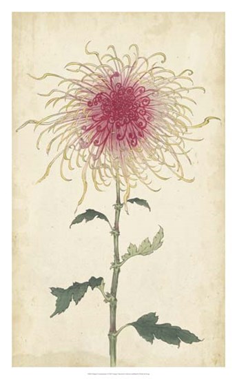 Elegant Chrysanthemums I art print