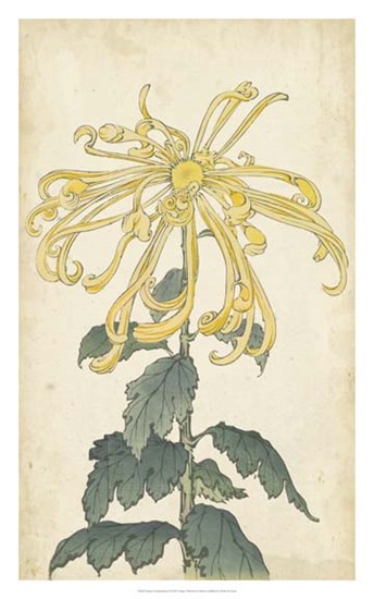 Elegant Chrysanthemums II art print