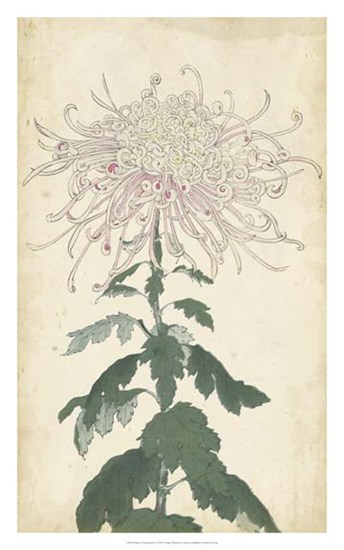 Elegant Chrysanthemums IV art print
