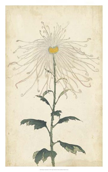 Elegant Chrysanthemums V art print