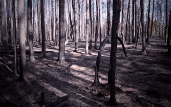 San Bernardino Burned Forest by Naxart art print