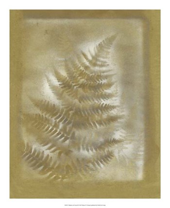 Shadows &amp; Ferns III by Renee Stramel art print