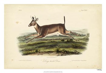 Long-tailed Deer by John James Audubon art print