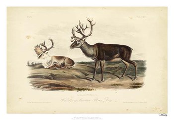 Caribou by John James Audubon art print