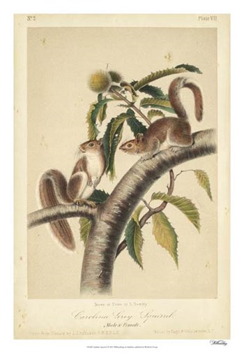 Audubon Squirrel I by John James Audubon art print