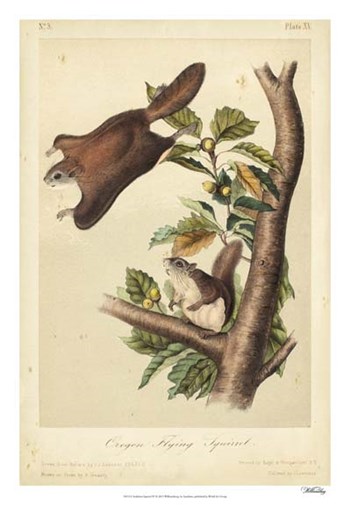 Audubon Squirrel IV by John James Audubon art print