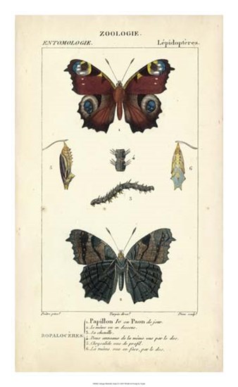 Antique Butterfly Study II by Pierre Jean Francois Turpin art print