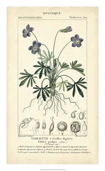 Botanique Study in Lavender IV by Pierre Jean Francois Turpin art print