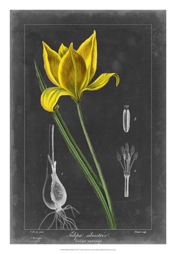 Midnight Tulip VI by Vision Studio art print