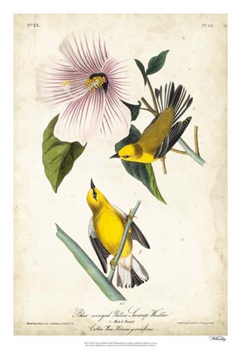 Yellow Swamp Warbler by John James Audubon art print