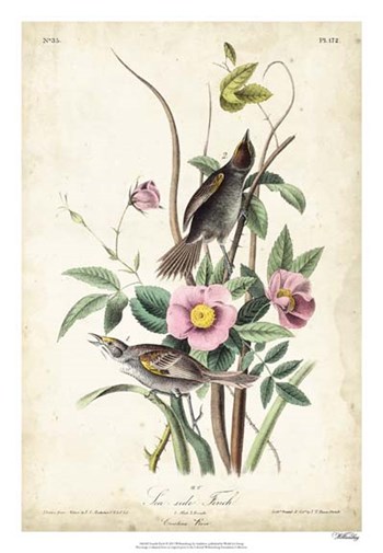 Seaside Finch by John James Audubon art print