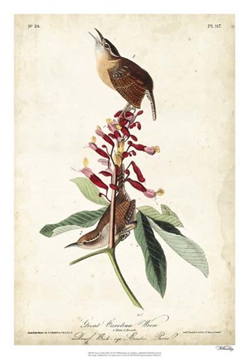 Great Carolina Wren by John James Audubon art print