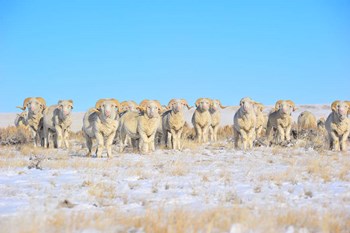 Line Em Up Rams by Amanda Lee Smith art print