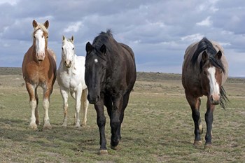 The Four Musketeers 2 by Amanda Lee Smith art print