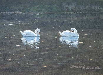 Preening Swans by Bruce Dumas art print