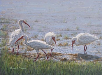 Ibis Excursion by Bruce Dumas art print