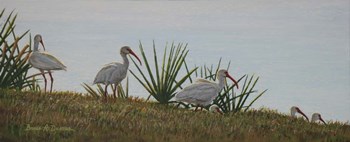 Ibis Outing by Bruce Dumas art print