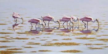 Spoonbills Feeding by Bruce Dumas art print