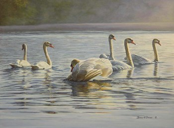 Hanover Swans Six by Bruce Dumas art print
