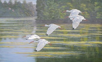 Flight of the Ibis by Bruce Dumas art print