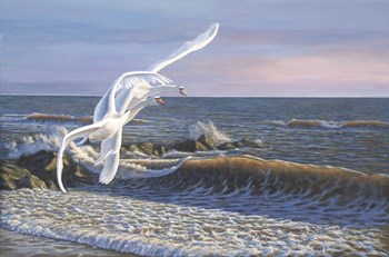 Wave Skimmers by Bruce Dumas art print