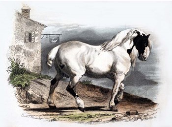 Horse II by Georges-Louis Leclerc, Comte de Buffon art print