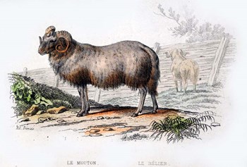 Ram by Georges-Louis Leclerc, Comte de Buffon art print