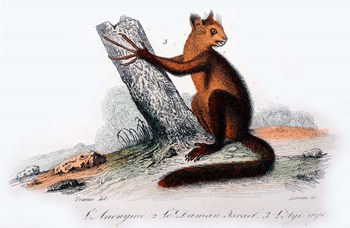 Mammal VIII by Georges-Louis Leclerc, Comte de Buffon art print