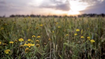 Flowers in the sunset by Giuseppe Torre art print