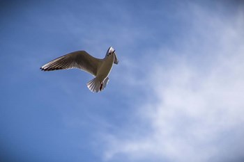 Freedom by Giuseppe Torre art print