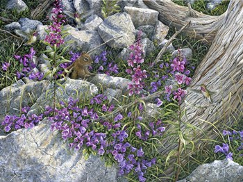 Squirrel Painting by Jeff Tift art print