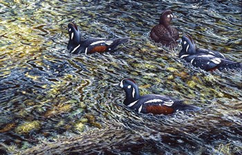 Harlequin Romance by Jeff Tift art print