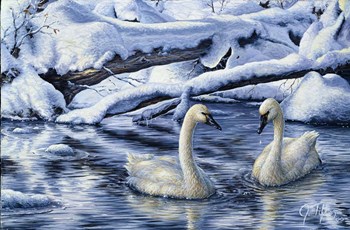 Tundra Swans by Jeff Tift art print