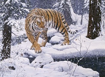 Silent Hunter- Siberian Tiger by Jeff Tift art print