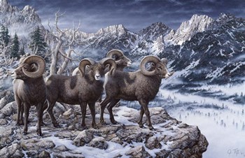 Late Season Big Horns by Jeff Tift art print