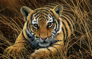 Tiger Cub by Dr. Jeremy Paul art print