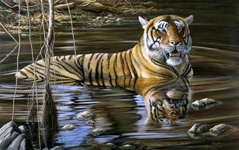 Cooling Off Bengal Tiger by Dr. Jeremy Paul art print