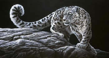 Snow Leopard by Dr. Jeremy Paul art print