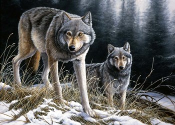 Over The Ridge Wolves by Dr. Jeremy Paul art print