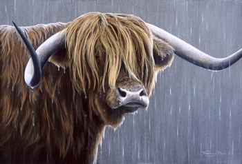 Highland Bull Rainy Day by Dr. Jeremy Paul art print