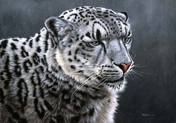Snow Leopard by Dr. Jeremy Paul art print